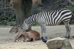 Zoo_Hannover_01 