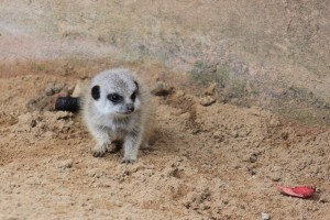 Zoo_Hannover_04 