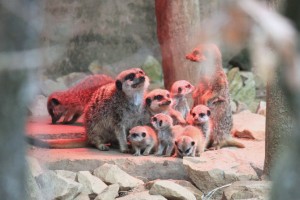 Zoo_Hannover_05 