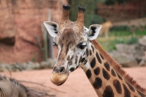 Zoo_Hannover_06 