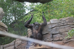 Zoo_Hannover_07 