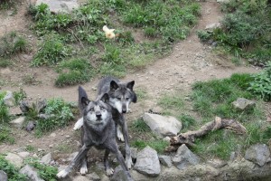 Zoo_Hannover_08 