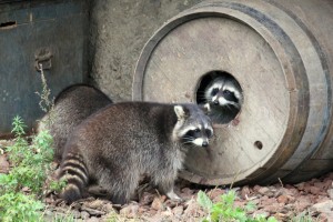 Zoo_Hannover_09 