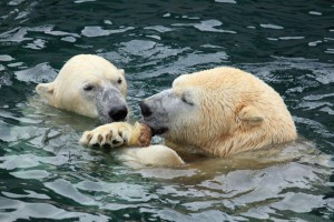 Zoo_Hannover_10 