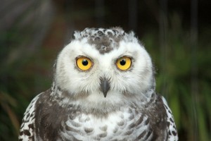 Zoo_Hannover_11 