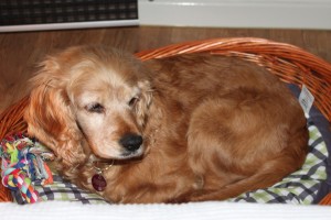 Molly_001  