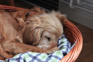 Molly_002  