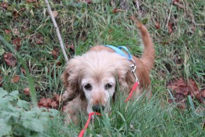 Molly_003 