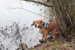 Molly_004 