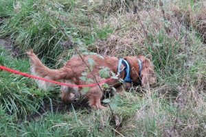 Molly_006 