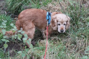 Molly_008 