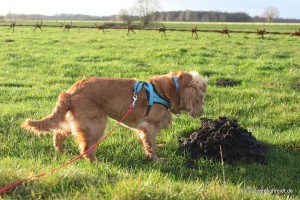 Molly_009 