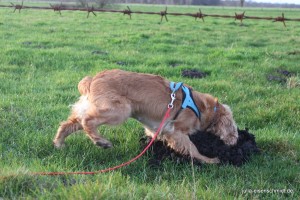 Molly_010 