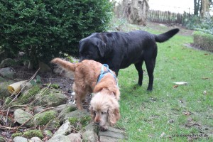 Molly_014 