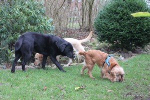Molly_015 