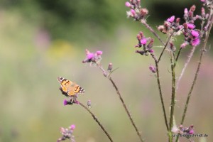 201607 Harz 3