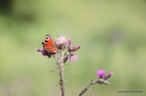 201607 Harz 4