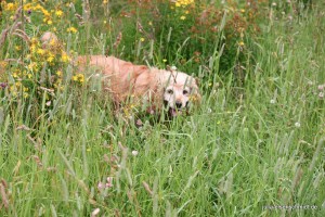 201607 Harz 5