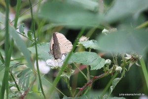 201607 Harz 6