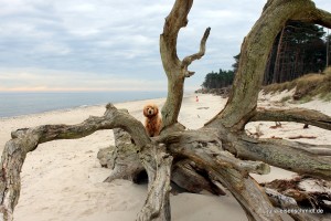 201611 Zingst 20