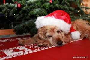 201624 Weihnachten 1
