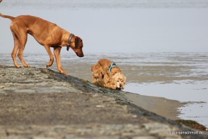 20160227_Cuxhaven_01
