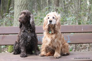 20160313_Cocker_Verden_50