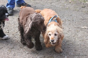 20160313_Cocker_Verden_54