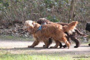 20160313_Cocker_Verden_55