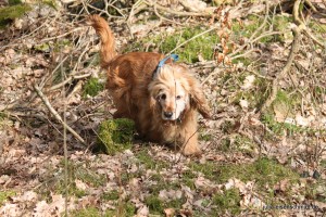 20160313_Cocker_Verden_56