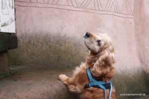 Molly_017