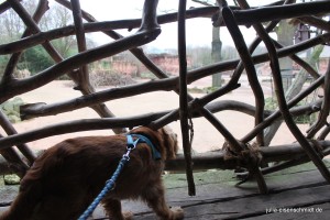 Molly_018