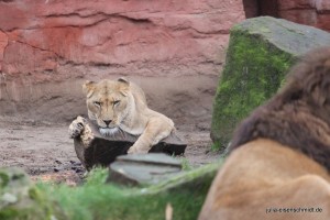 Molly_020