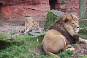 Molly_021