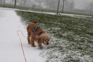 Molly_024