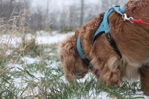 Molly_025