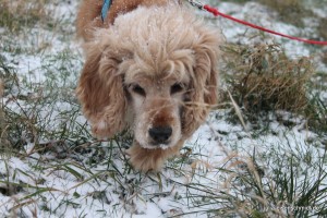 Molly_026
