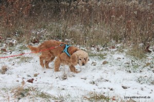 Molly_028