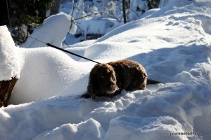 201701 Brocken 3