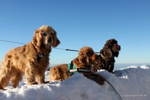 201701 Brocken 7