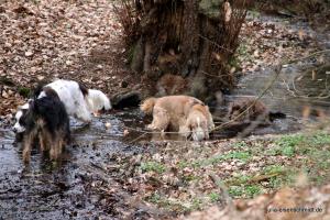 201703 Niedersachsentreffen 18