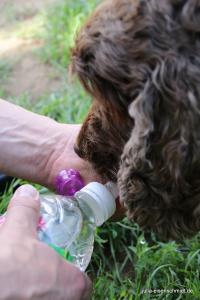 201705 CockerOnTour 07