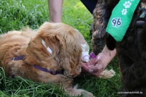 201705 CockerOnTour 08