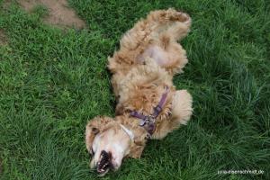 201705 CockerOnTour 09