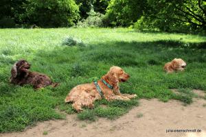 201705 CockerOnTour 10