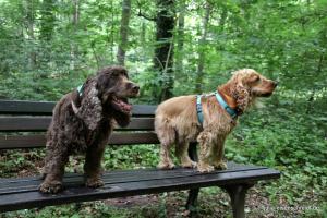 201705 CockerOnTour 11