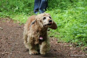 201705 CockerOnTour 12