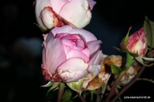 201707 Abendspaziergang 6