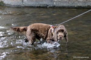 201707 CockerOnTour Marienburg 07