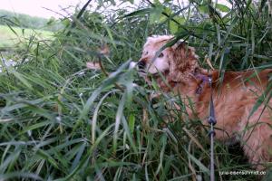 201707 CockerOnTour Marienburg 08